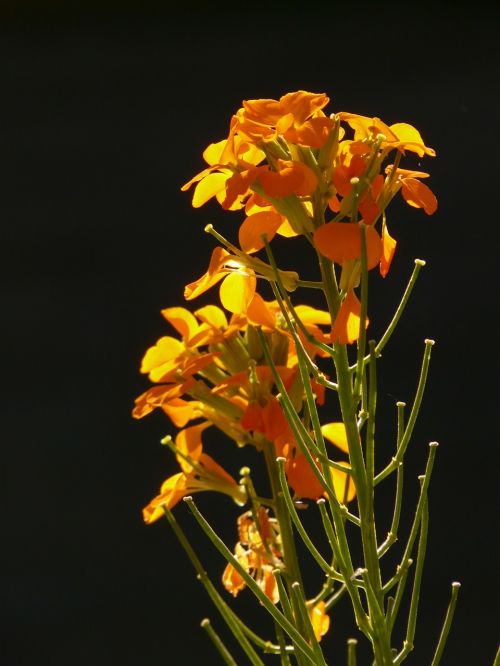 gold lacquer ornamental plant yellow orange
