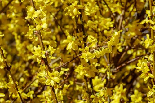 gold lilac forsythia branches