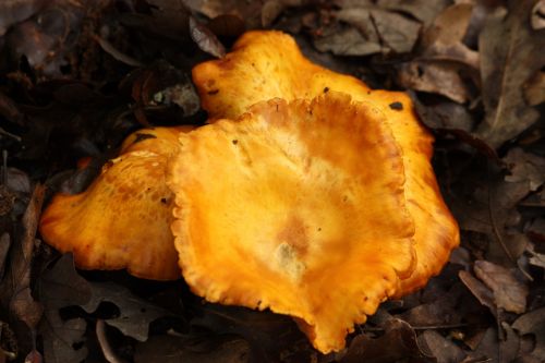 Gold Mushrooms In Brown Leaves