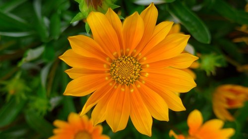gold noon  gazanie  flower