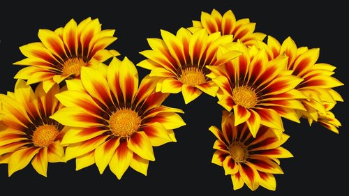 gold noon  flowers  yellow red