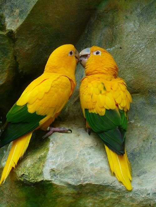gold parakeets bird couple couple