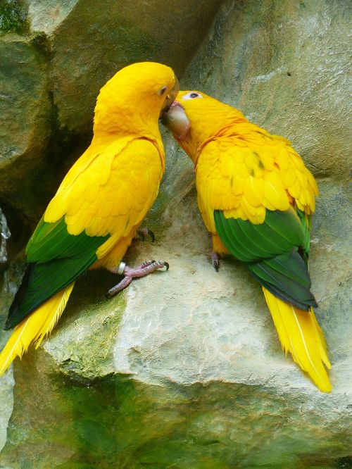 gold parakeets kiss love