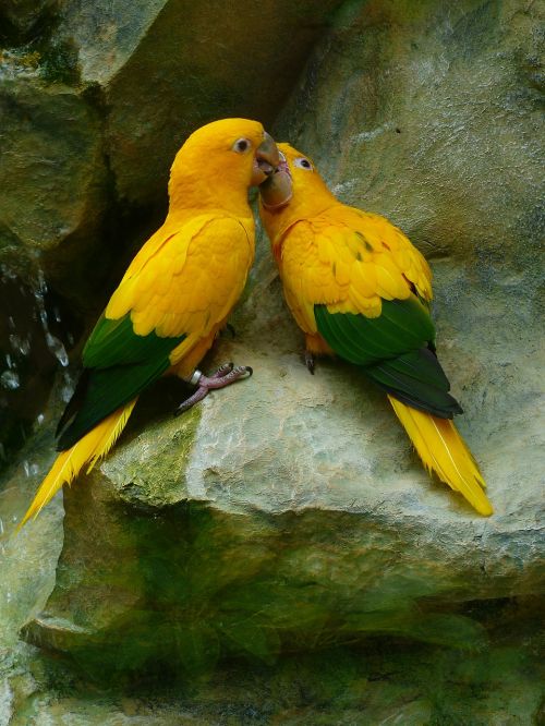 gold parakeets bird couple couple