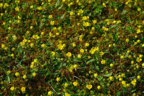 gold strawberry ground cover flower