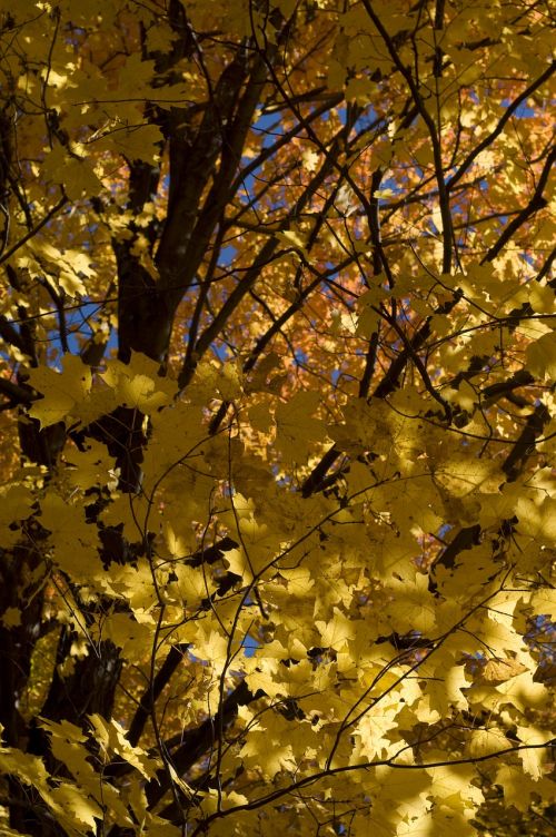 golden leaves autumn