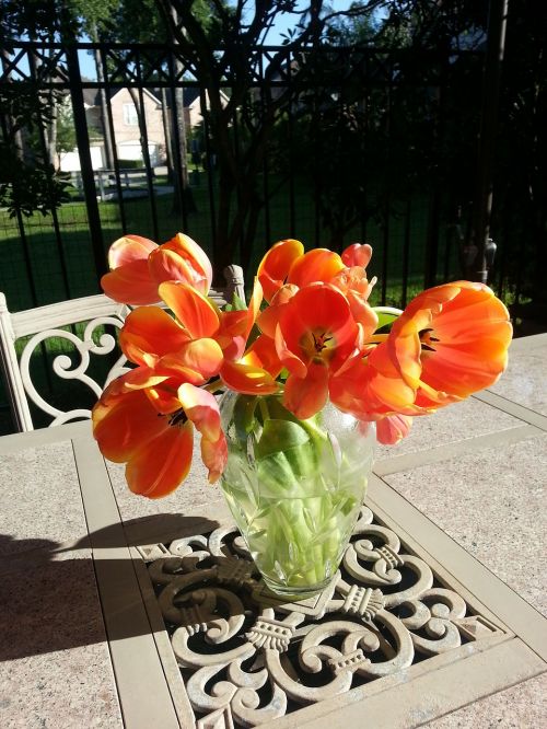 golden tulips colorful