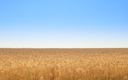 golden field wheat