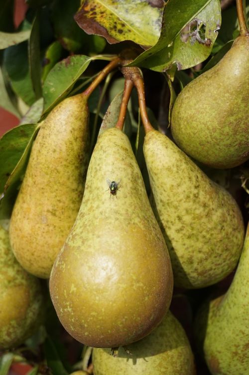 golden autumn pears