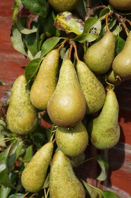 golden autumn pears