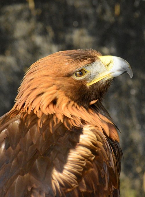 golden  eagle  raptor