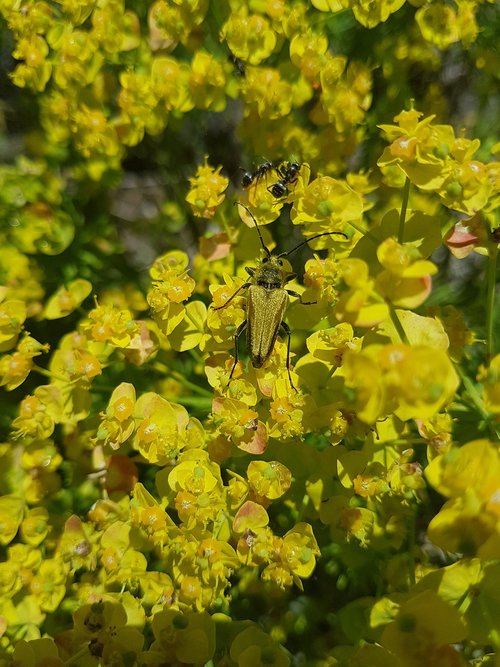 golden  beetle  flowers