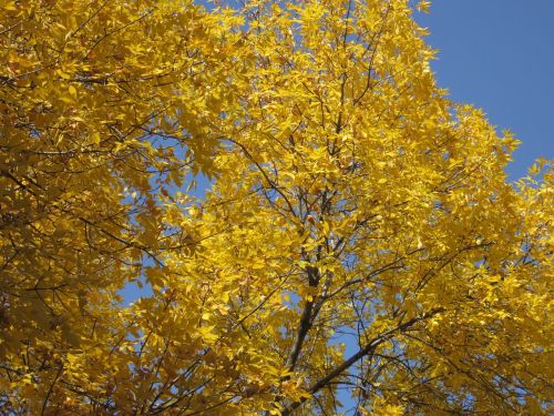 golden leaves fall
