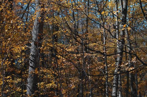 Golden Autumn Trees