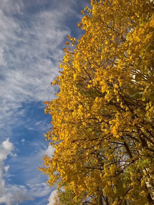 golden autumn yellow leaves sky