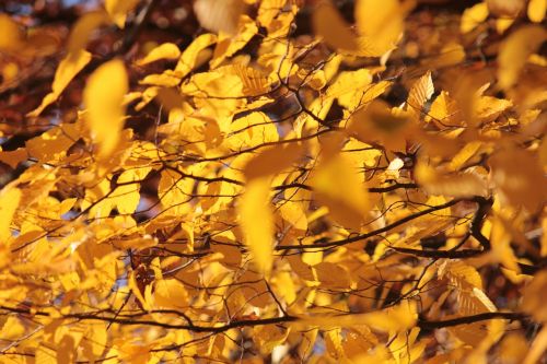 golden autumn yellow leaves