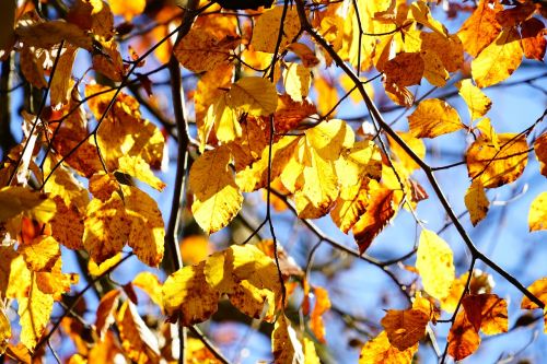 golden autumn beech tree