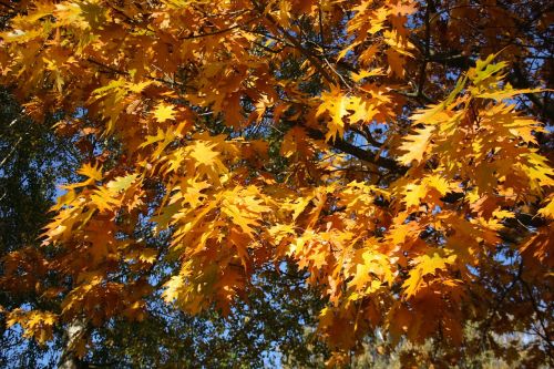 golden autumn leaves fall foliage