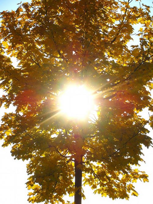 golden autumn season sunlight