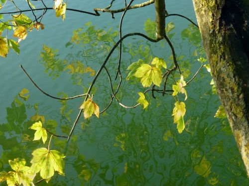 golden autumn mirroring lake