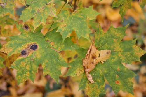 golden autumn macro autumn