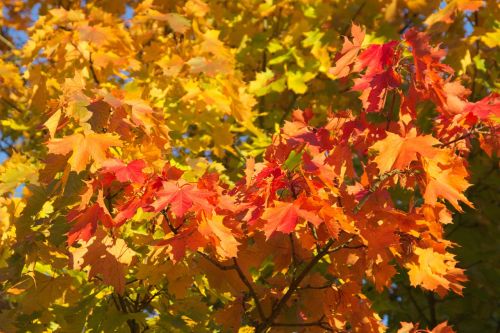 golden autumn autumn leaf