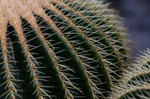golden ball cactus  echinocactus grusonii  cactus