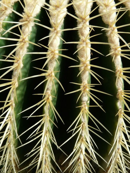 golden ball cactus cactus cactus greenhouse