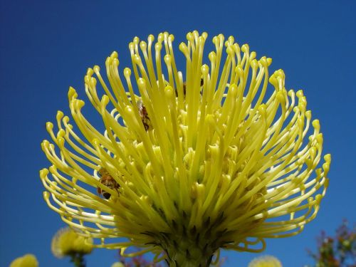 golden banksia flower protea