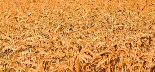golden blur wheat field