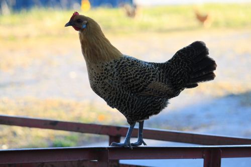 Golden Campine Hen