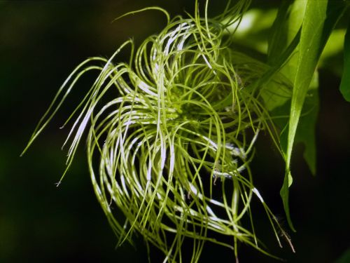 golden clematis wild plant nature