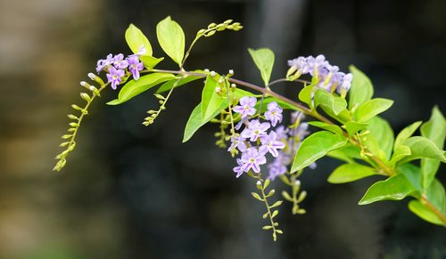 golden dewdrop  pigeon berry  flower