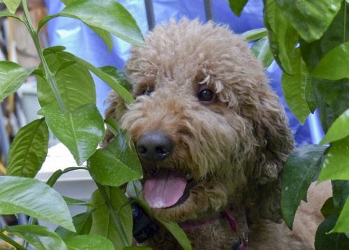 Golden Doodle