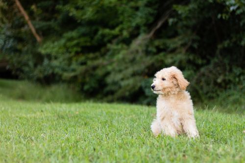 golden doodle puppy cute