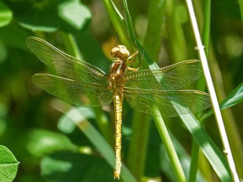 golden dragonfly sympetrum meridionale leaf