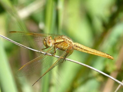 golden dragonfly sympetrum meridionale stem