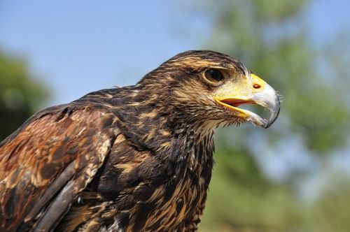 golden eagle bird portrait