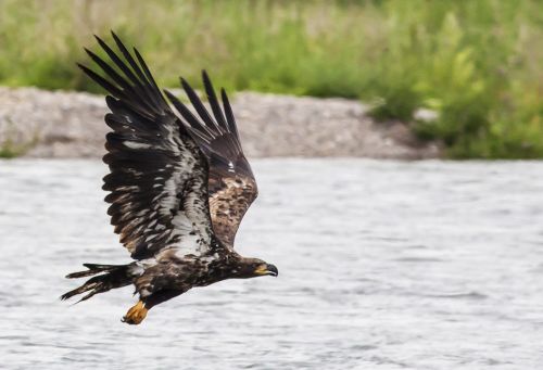 Golden Eagle