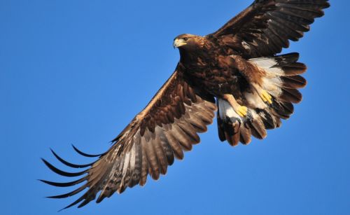 golden eagle soaring bird