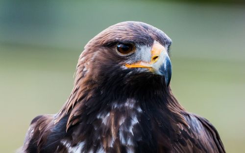 golden eagle adler bird