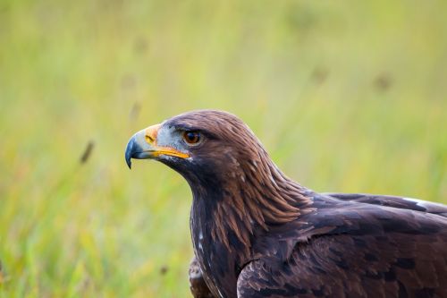 golden eagle adler bird