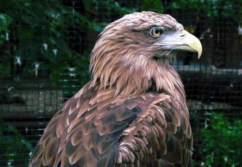 golden eagle bird of prey aquila chrysaetos