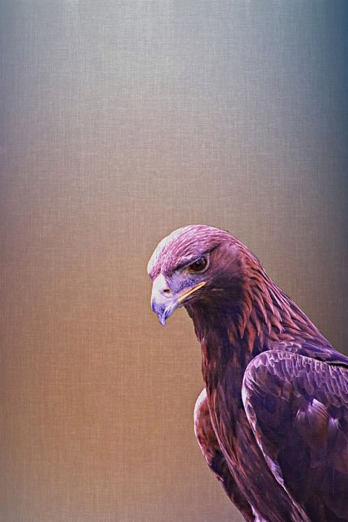 golden eagle eagle bird