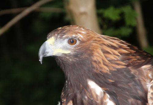 golden eagle adler bird of prey