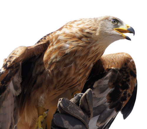 golden eagle animal bird