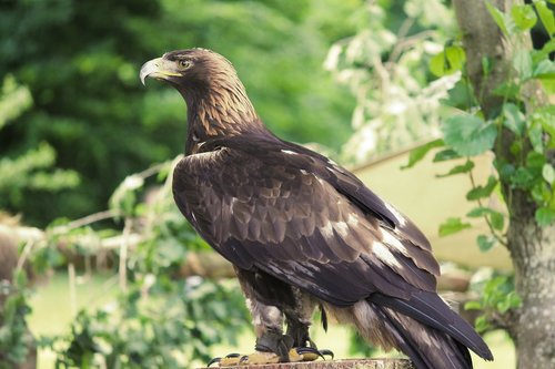 golden eagle  adler  raptor