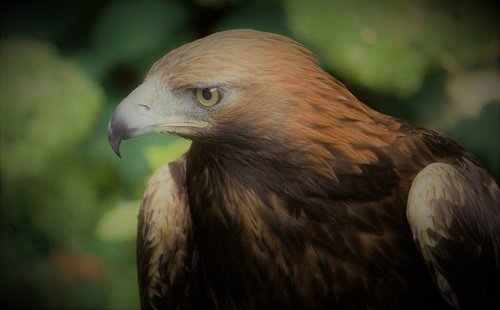 golden eagle  bird  wi