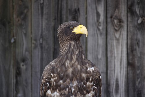 golden eagle  animal  bird