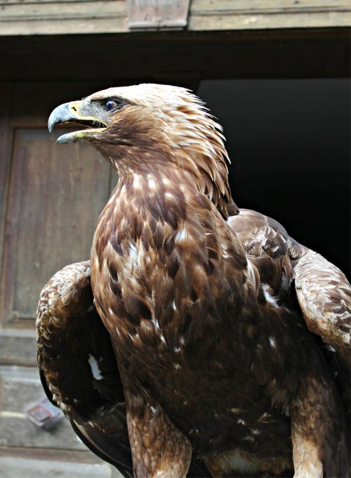 golden eagle adler raptor